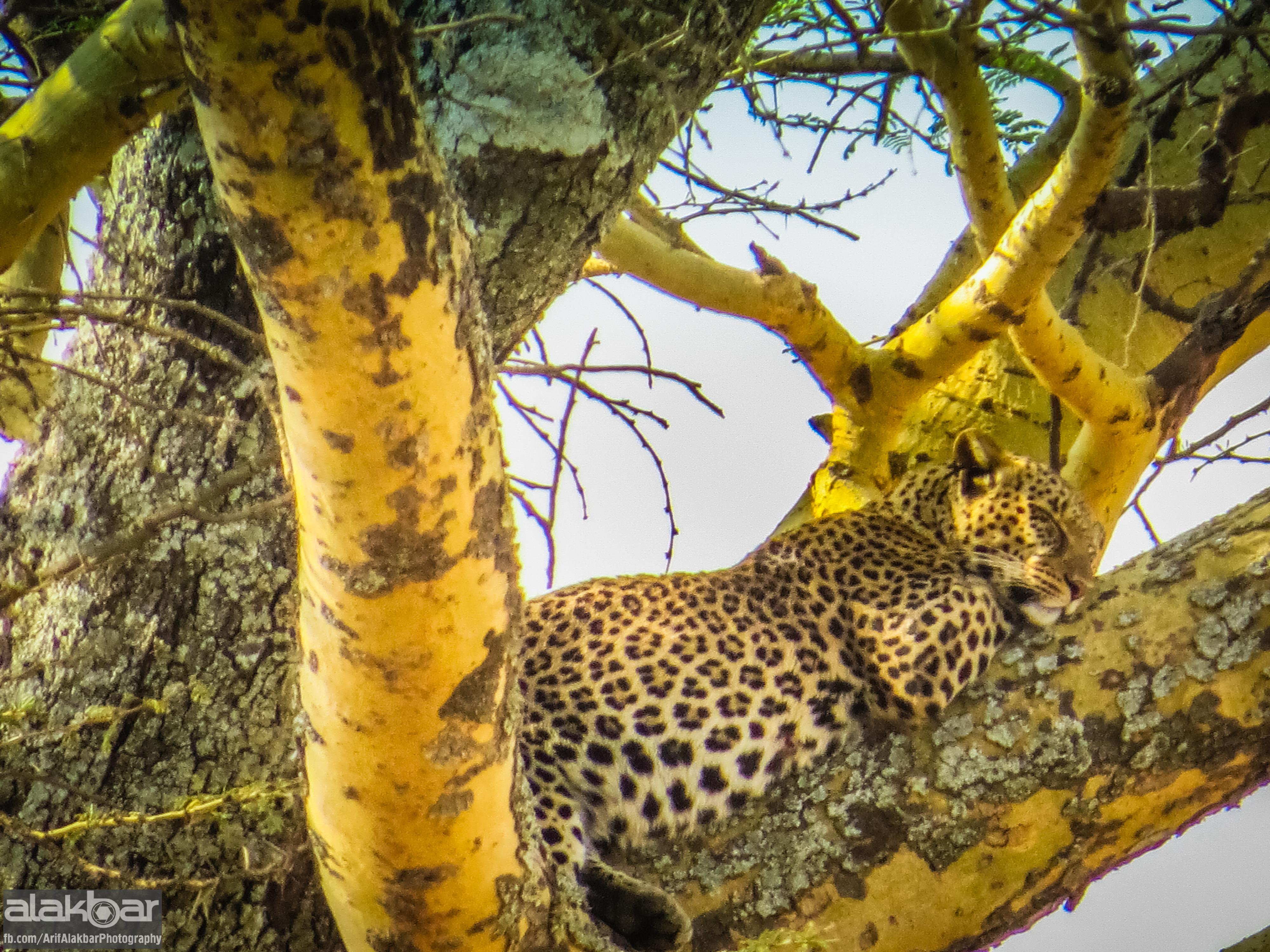 Leopard yeganə pişikkimidir ki, şikarını ağacın başına çıxarıb orada nuş edir