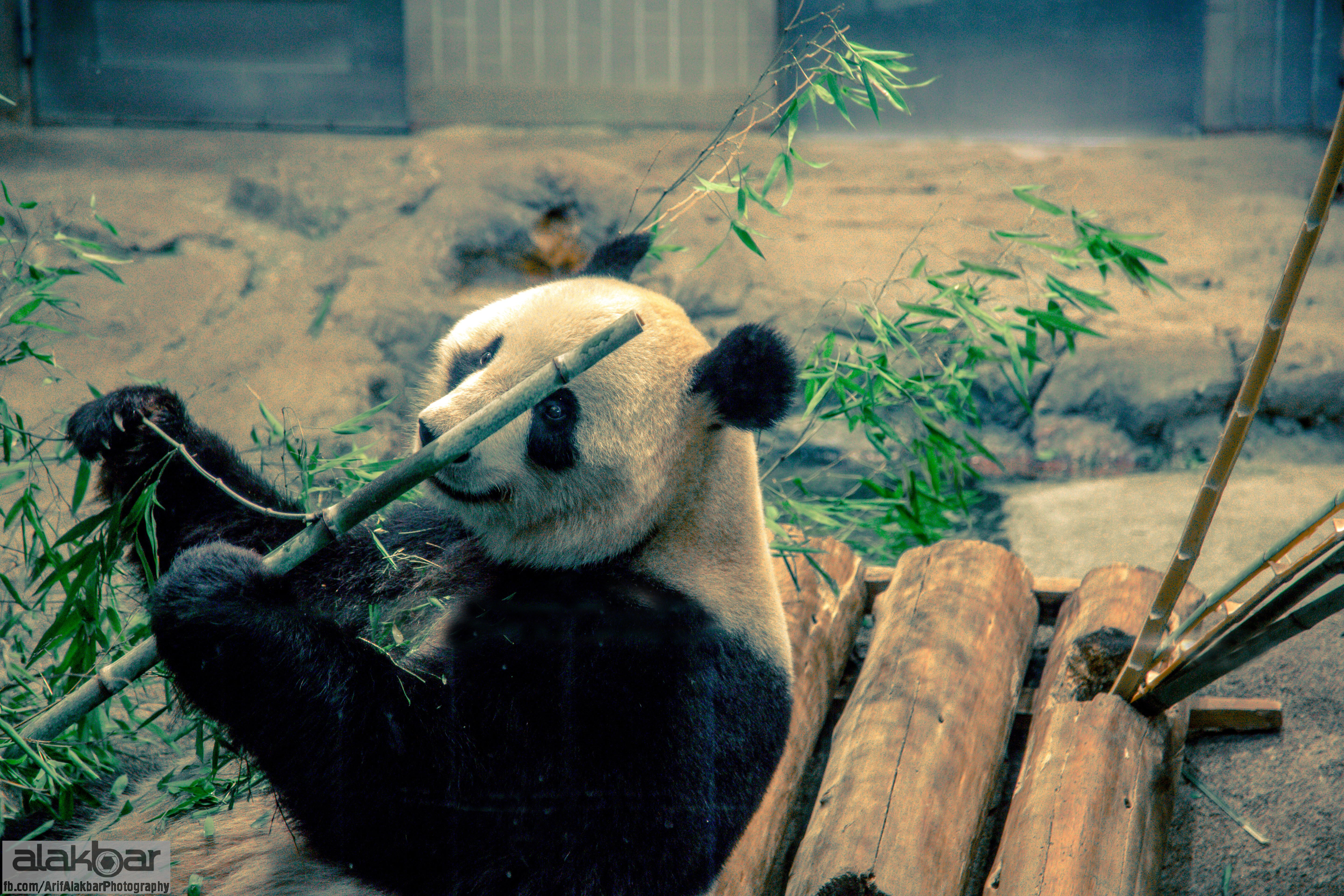 Dünyanın ən gözəl heyvanı: böyük panda