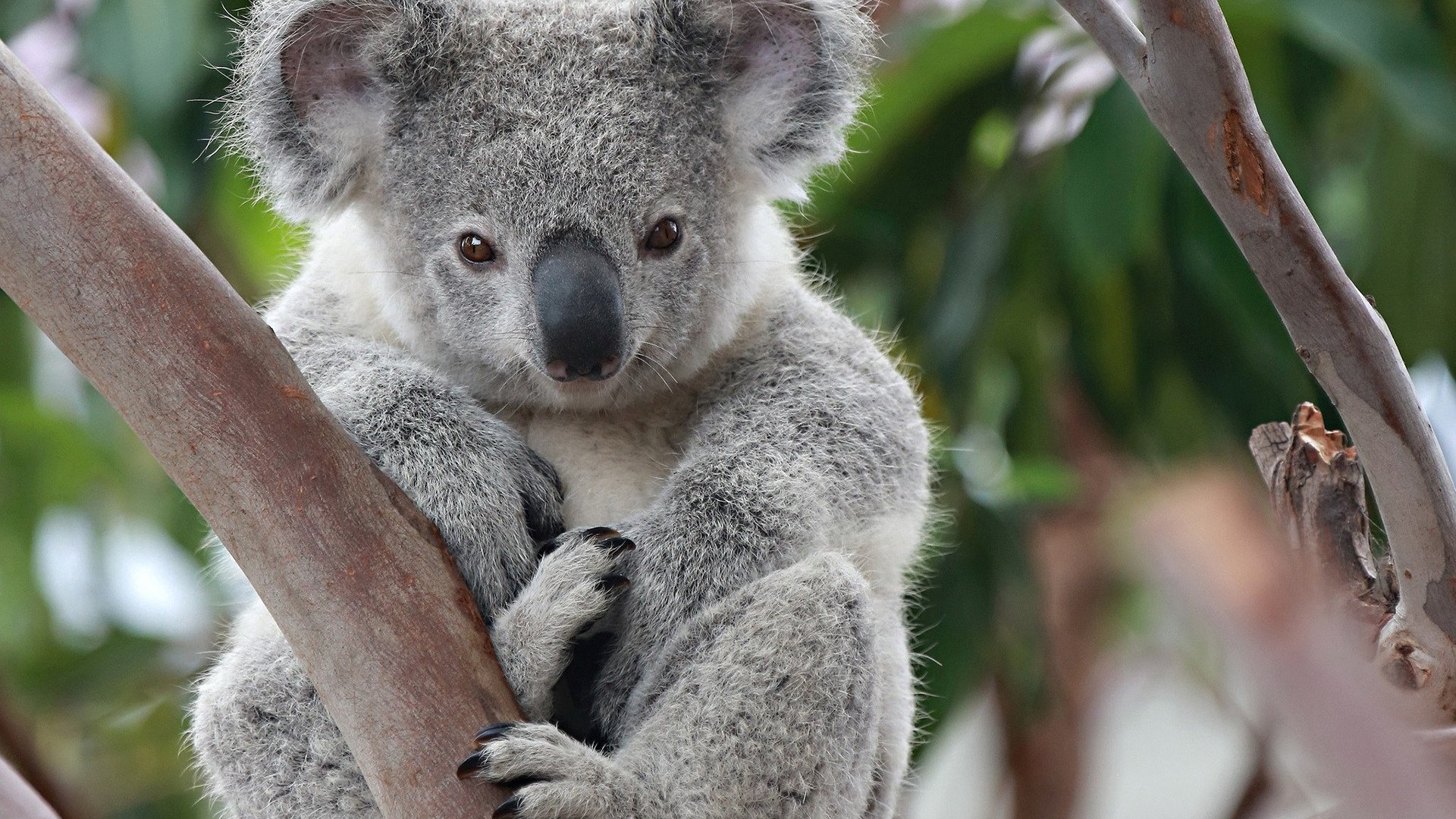 Qoz boyda beyinli, amma dünyalar qədər şirin koala