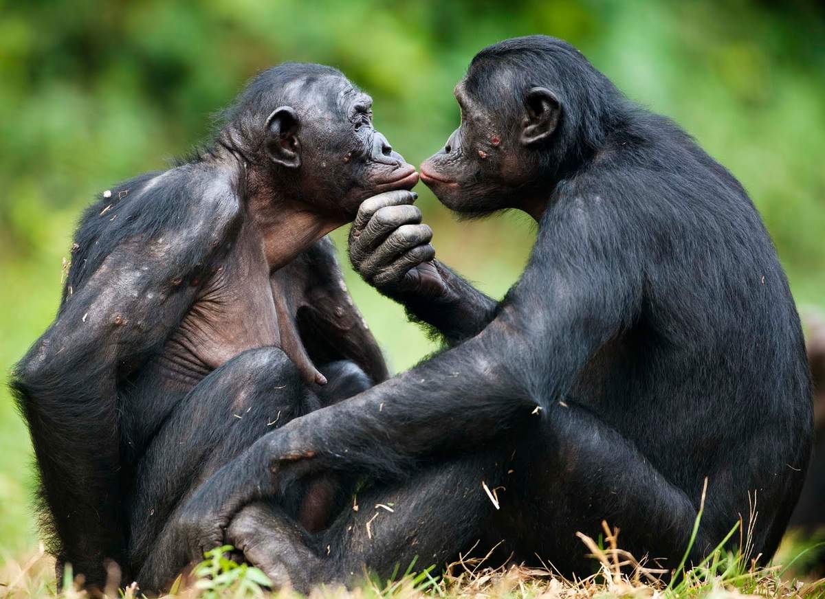 Anasının balası bonobo