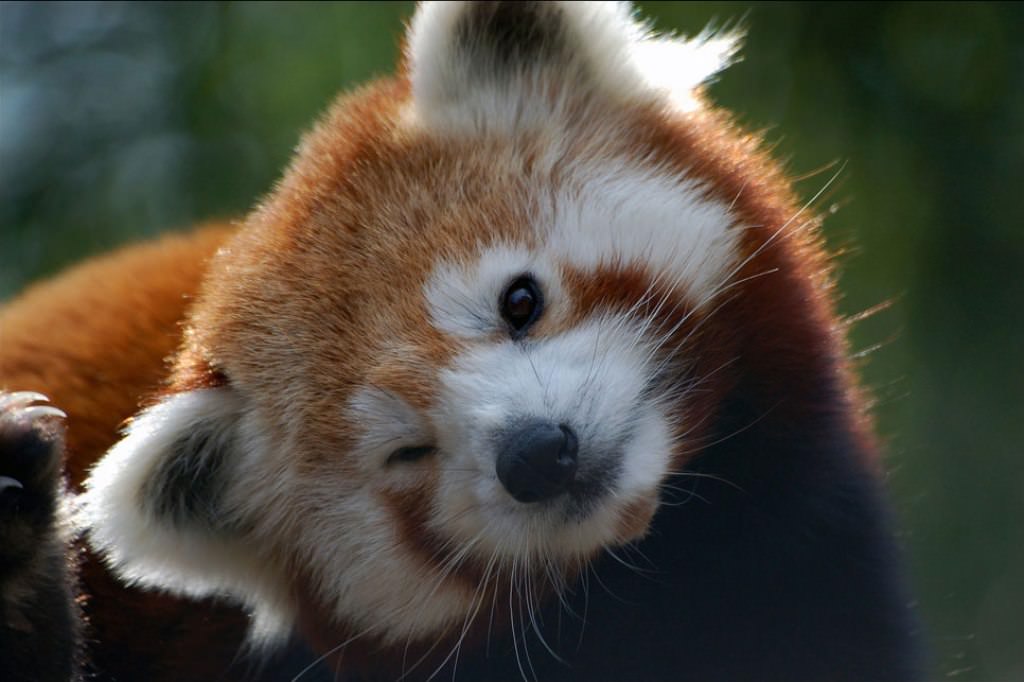 Pandakimilər ailəsinin yeganə üzvü: qırmızı panda