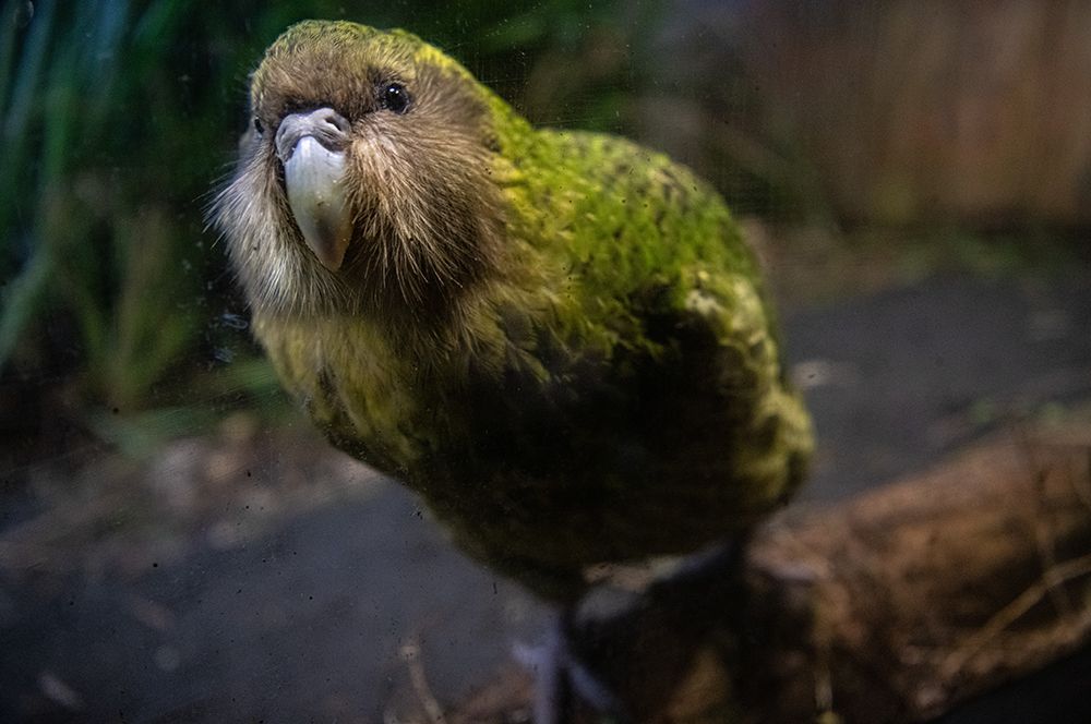 Ən ağırçəkili, uçmağı bacarmayan və sayı cəmi 147 fərd olan kakapo