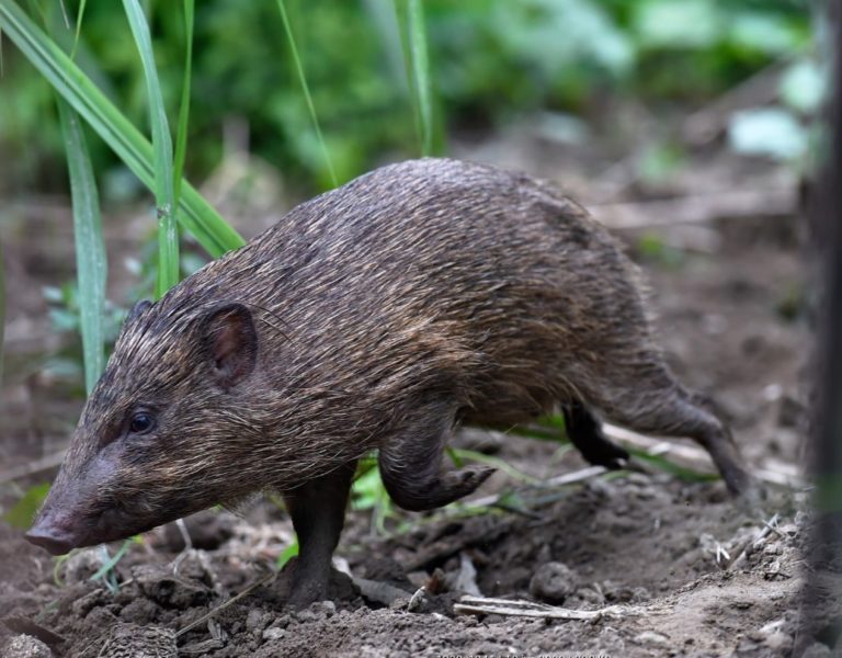 Nəhənglərin cubbulu versiyaları