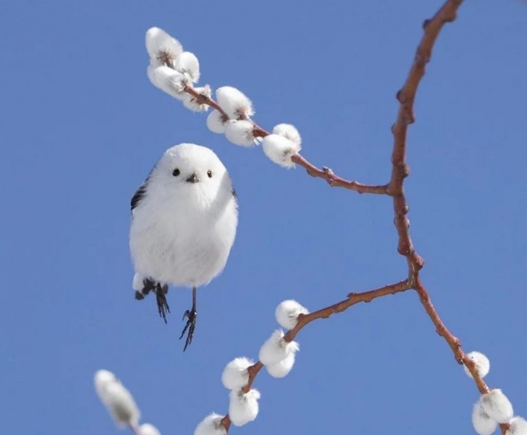 Arıquşunun bir beləsi də varmış