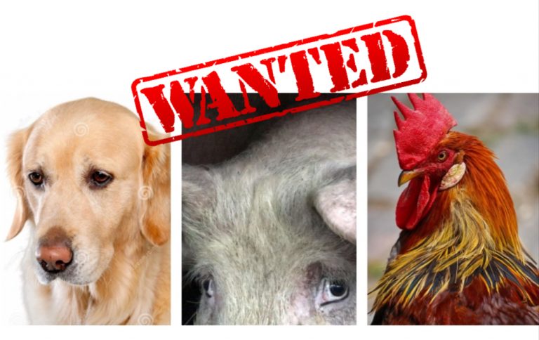 Kriminal heyvanlar (I hissə)