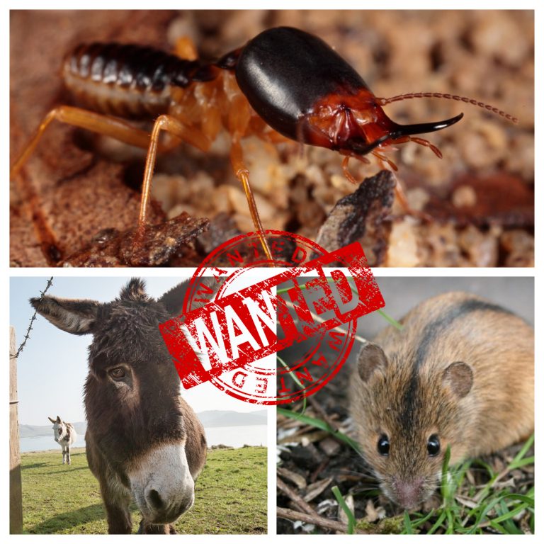 Kriminal heyvanlar (II hissə)