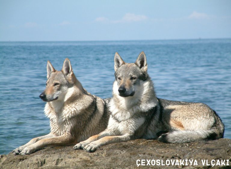 Canavara bənzər it növləri