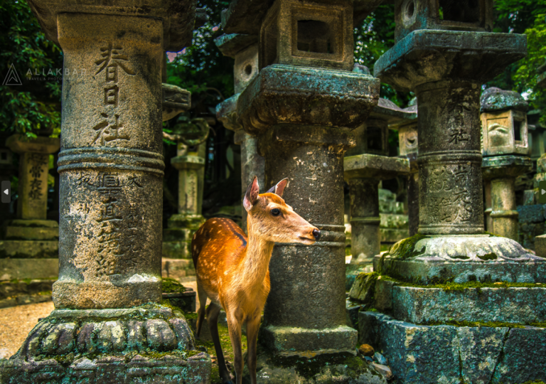 Yaponiyada küçə maralları