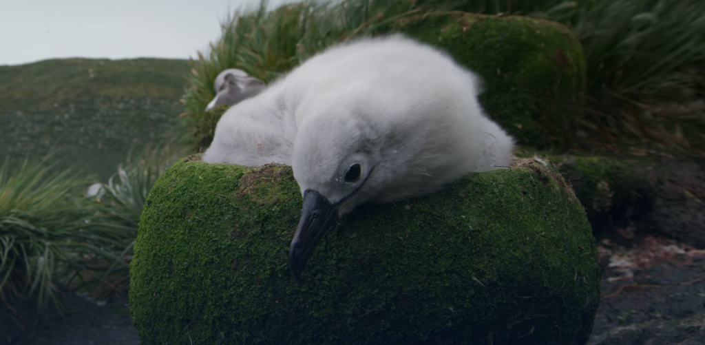 Boz baş albatrosun ailə dramı