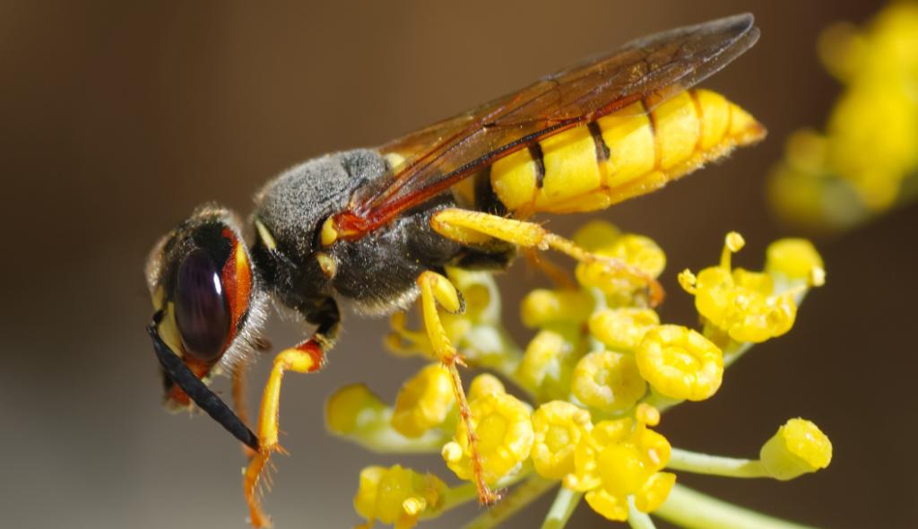 Qurd arıların sevgi dramı