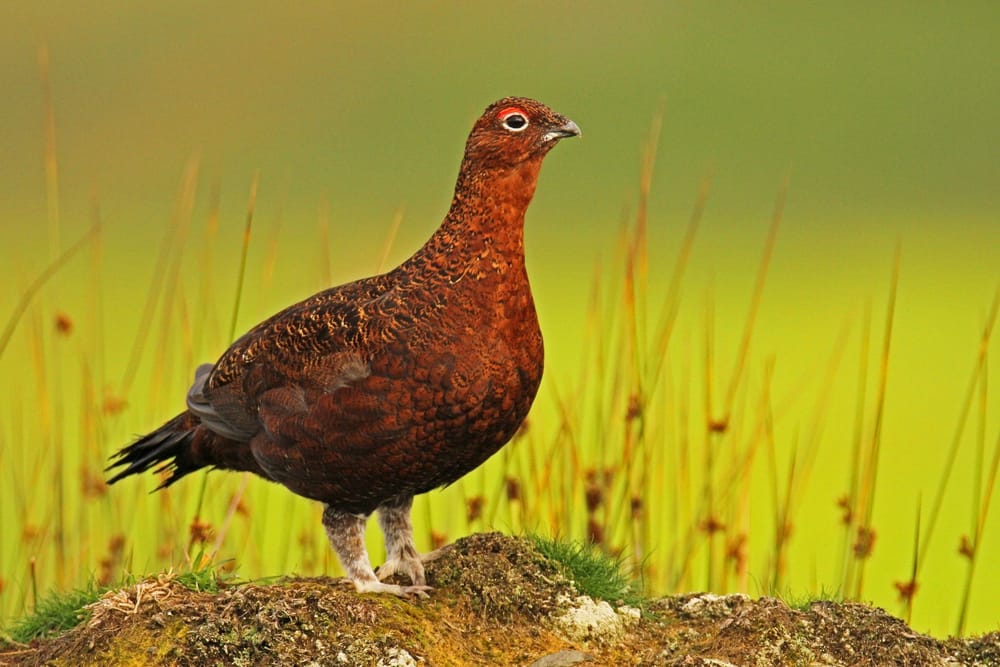 Şotland kəkliyinin ailə-məişət sualları